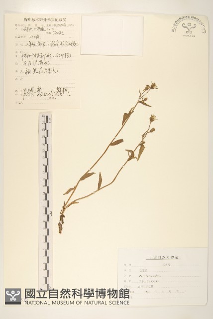 毛蓮菜藏品圖，第1張