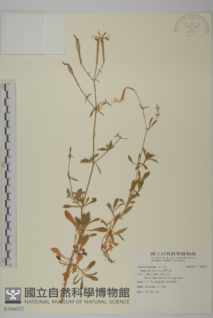 蠅子草藏品圖，第1張