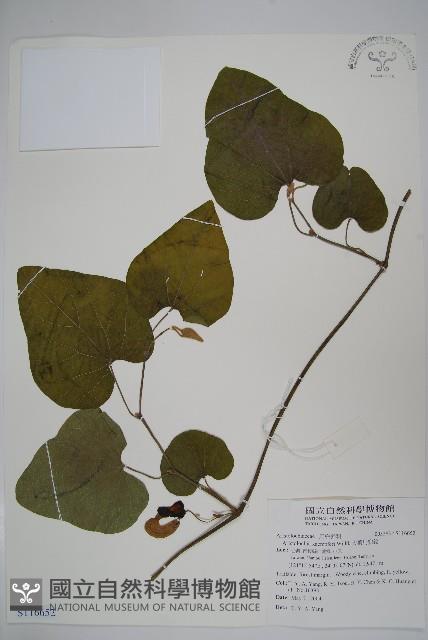 大葉馬兜鈴藏品圖，第1張