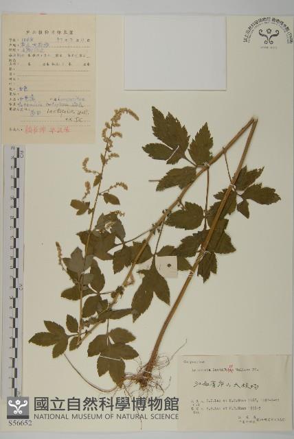 角菜、珍珠菜藏品圖，第1張