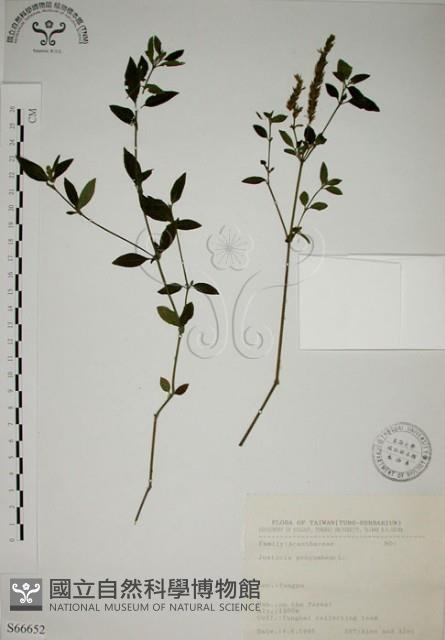 爵床藏品圖，第1張