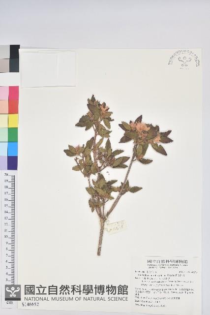 紅毛杜鵑藏品圖，第1張