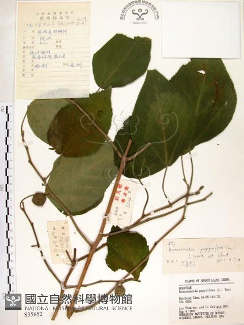 構樹藏品圖，第1張