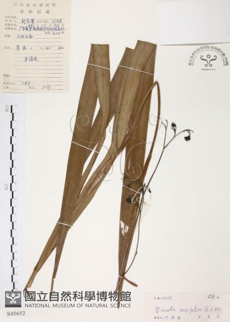 桔梗蘭藏品圖，第1張