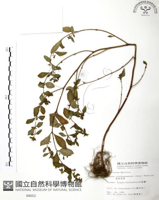 克非亞草藏品圖，第1張