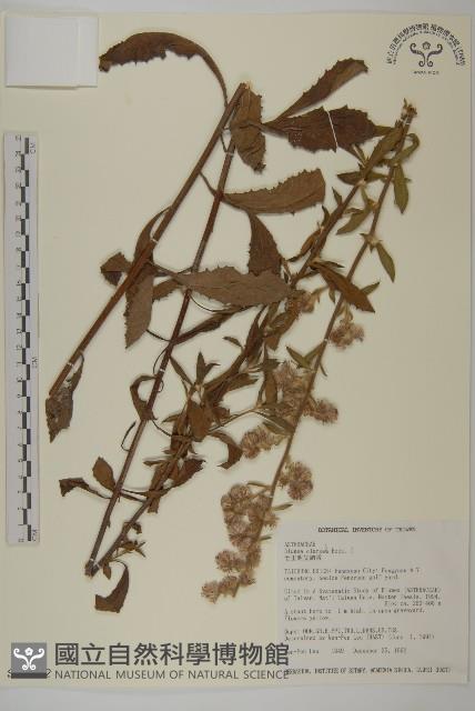 七里明艾納香藏品圖，第1張