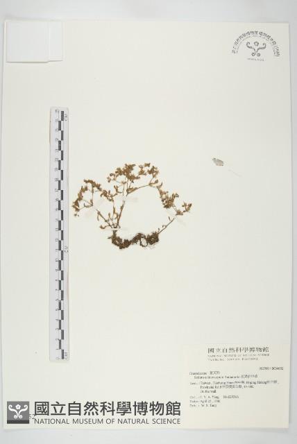 星果佛甲草藏品圖，第1張