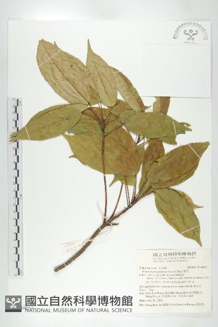 薯豆藏品圖，第1張