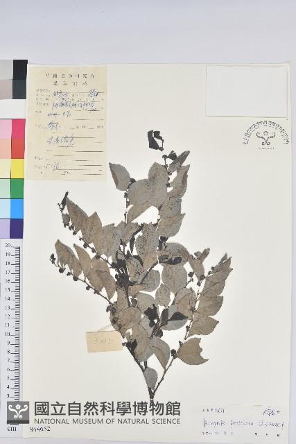 黑面神藏品圖，第1張