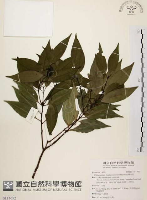 山肉桂、台灣肉桂藏品圖，第1張