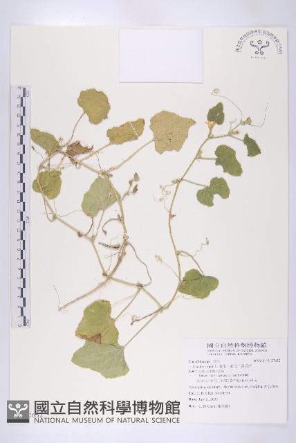 香瓜、甜瓜、黃瓜仔藏品圖，第1張