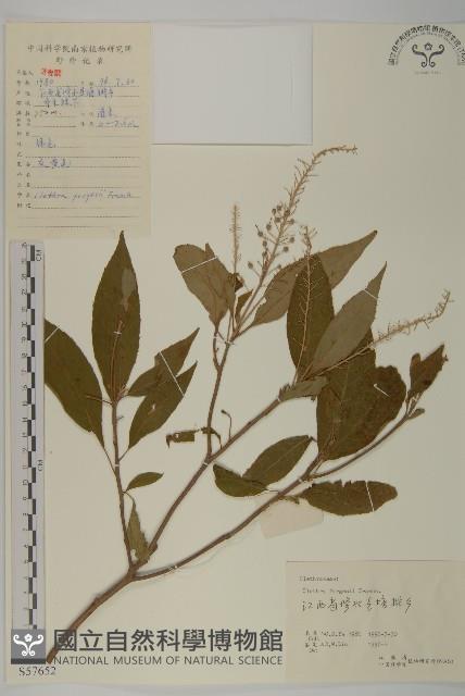 華中山柳藏品圖，第1張