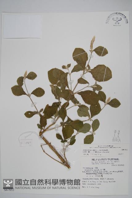 印度牛膝、土牛藤藏品圖，第1張