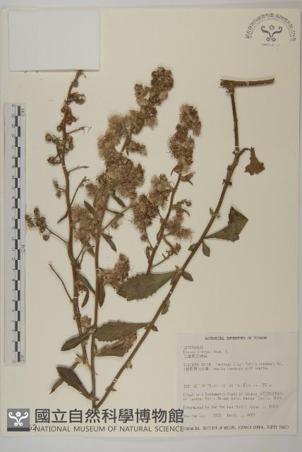 七里明艾納香藏品圖，第1張