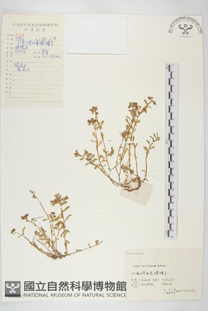 珠芽佛甲草藏品圖，第1張