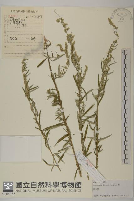 野艾蒿藏品圖，第1張