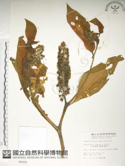 日本商陸、圓果商陸藏品圖，第1張