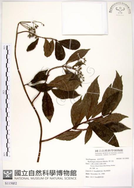 華八仙藏品圖，第1張