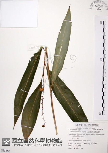 山月桃藏品圖，第1張