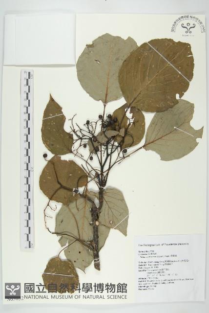 燈台樹藏品圖，第1張