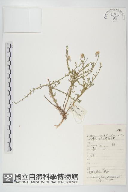 阿爾泰狗哇花藏品圖，第1張