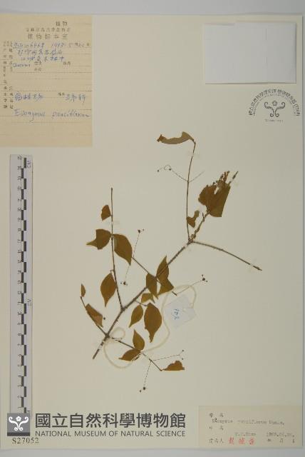 瘤枝衛矛藏品圖，第1張