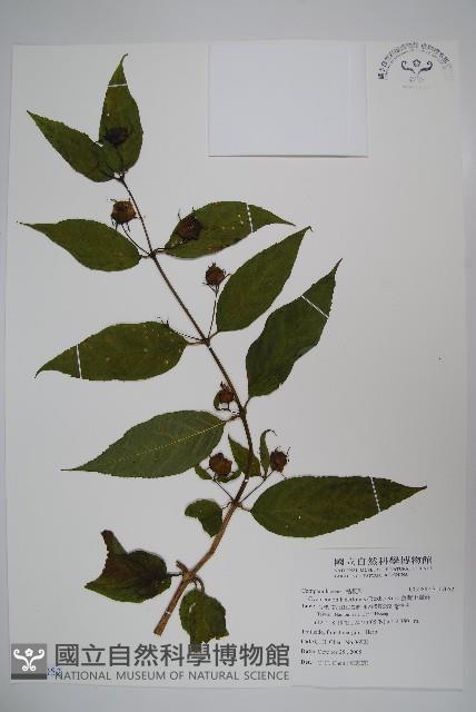 台灣土黨參藏品圖，第1張