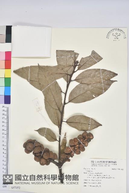 登錄號:S097052藏品圖，第1張