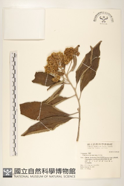 美洲闊苞菊藏品圖，第1張