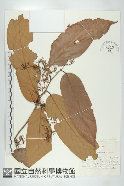 登錄號:S047052藏品圖，第1張