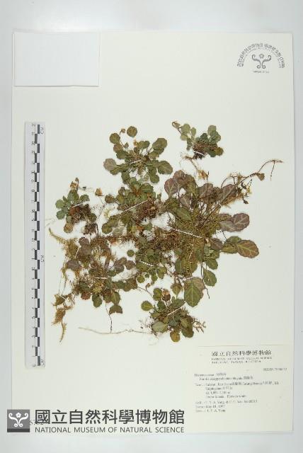 裂緣花藏品圖，第1張