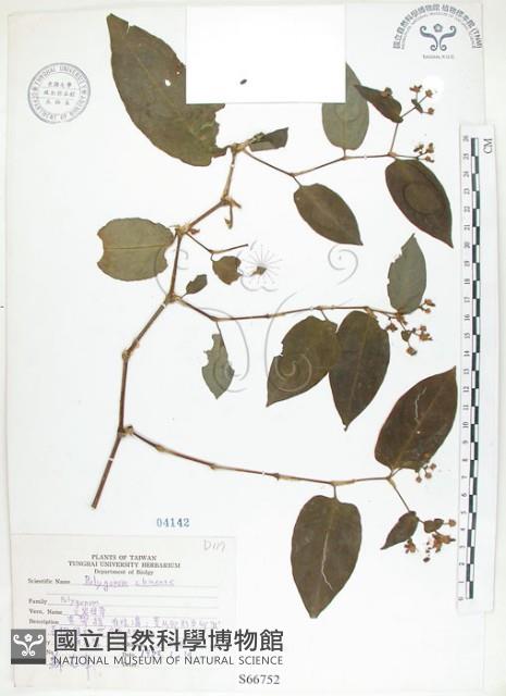 火炭母草、清飯藤藏品圖，第1張