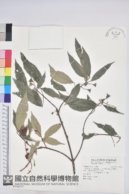 粗糠柴藏品圖，第1張