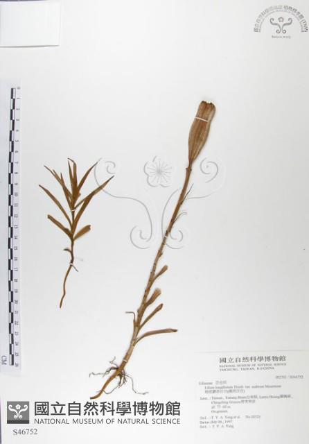 粗莖麝香百合、糙莖麝香百合、鐵炮百合藏品圖，第1張