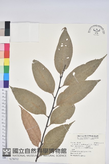 細刺苦櫧、草野錐果藏品圖，第1張