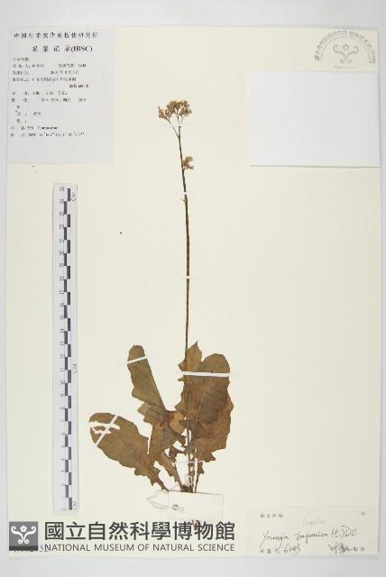 黃鵪菜藏品圖，第1張