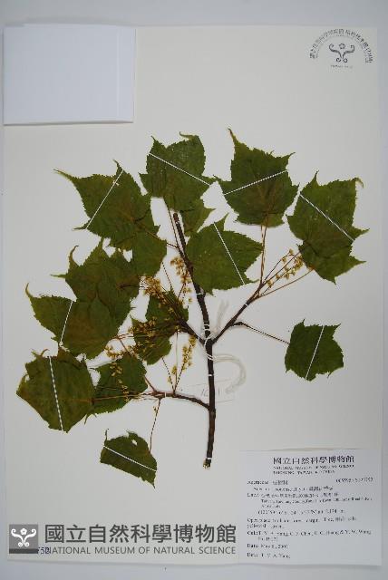 臺灣紅榨槭藏品圖，第1張