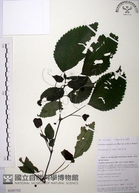 Accession Number:S105752 Collection Image