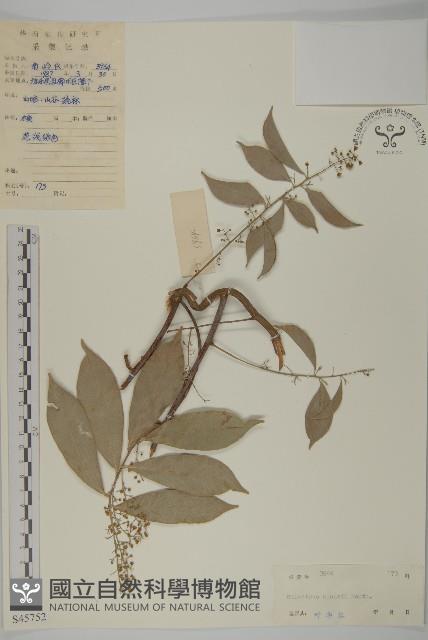 南華南蛇藤，青江藤藏品圖，第1張