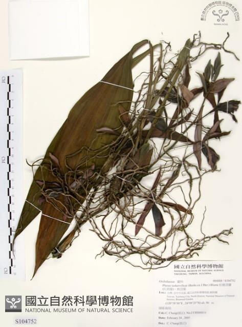 紅鶴頂蘭、紅鶴蘭、鶴頂蘭藏品圖，第1張