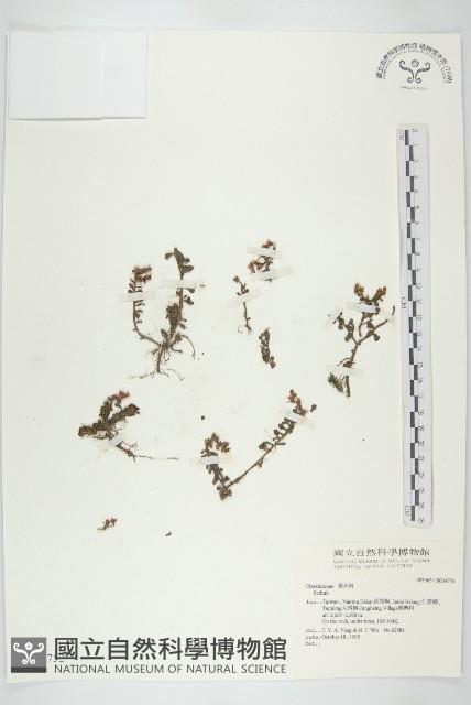 登錄號:S034752藏品圖，第1張