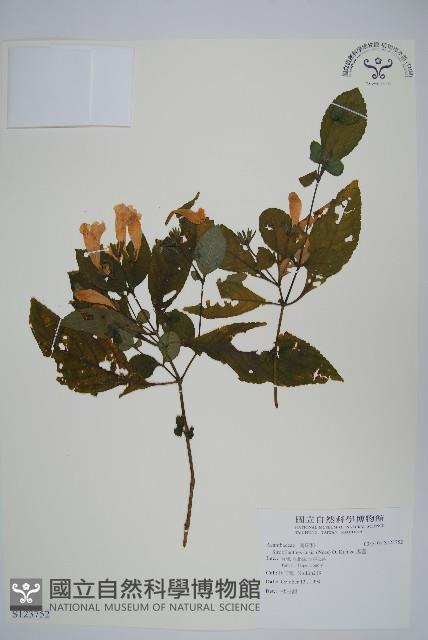 臺灣馬藍藏品圖，第1張