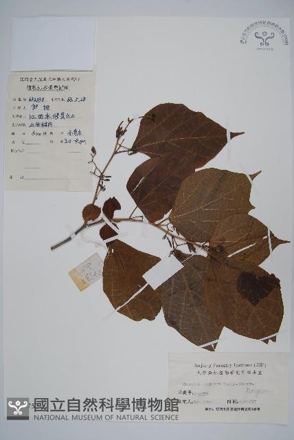 華八角楓藏品圖，第1張