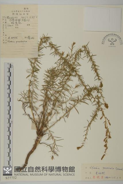 木地膚藏品圖，第1張