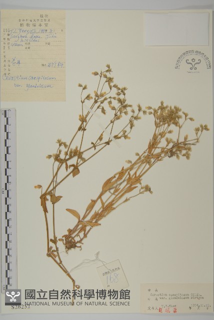 卷耳藏品圖，第1張