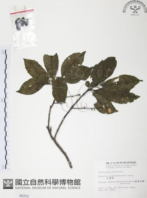 Red-leaved Helicia Collection Image