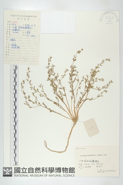 廣東葶藶藏品圖，第1張