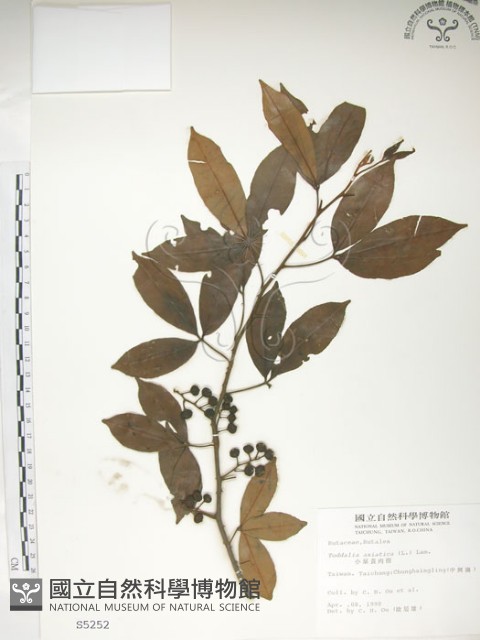 飛龍掌血藏品圖，第1張