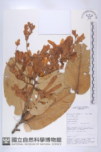 登錄號:S055252藏品圖，第1張