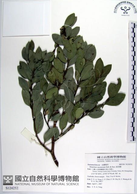 蚊母樹藏品圖，第1張